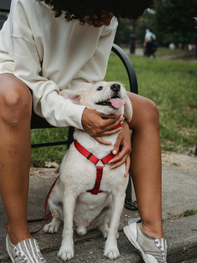 Pet Care Services in Lusaka